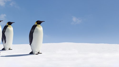 Paläontologie: Pinguin mit Gewicht eines Schwarzbären entdeckt