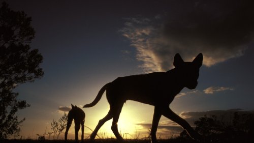 Zoologie: Der mysteriöse Dingo