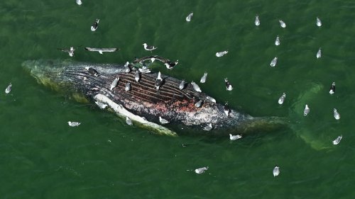 Toter Wal vor Dänemark ist Ostsee-Wal »Timmy«