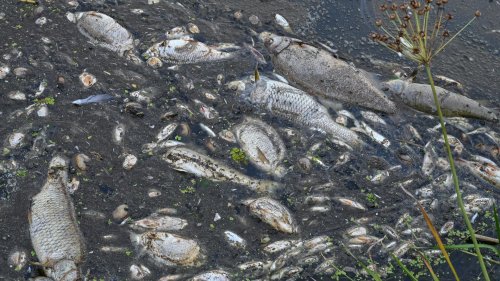 Expertenbericht: Giftige Alge »plausibelste« Ursache für Fischsterben in der Oder