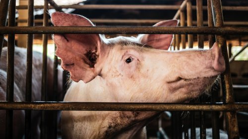 Das Fleisch-Paradox: Warum wir Tiere essen und uns doch für gute Menschen halten