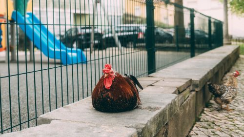 Ein Huhn, das peinliche Fragen stellt