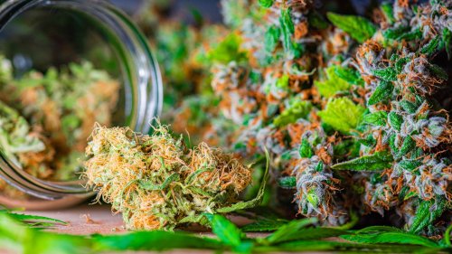 Drogen: Täglicher Cannabiskonsum könnte die männliche Fruchtbarkeit senken