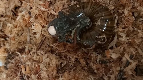 Extrem seltene Schnecke legt Ei aus Hals