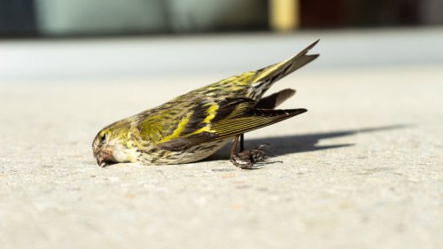 Artensterben: Hälfte aller Vogelarten weltweit mit Bestandsrückgang