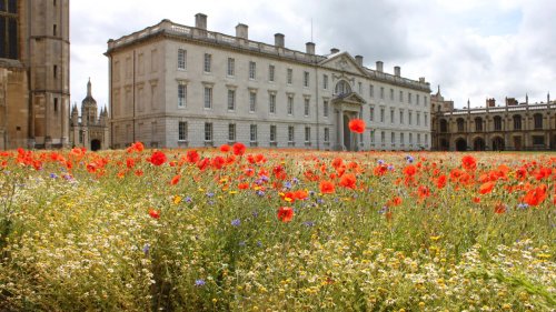 Artenvielfalt: Wildblumen erwecken englischen Rasen zum Leben