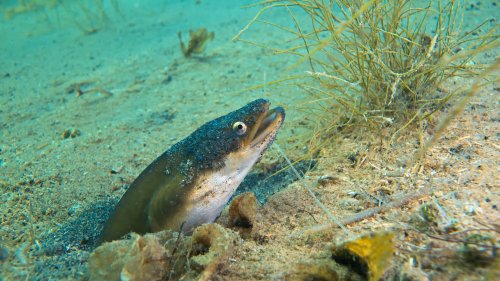 Europas geheimnisvollstem Fisch auf der Spur