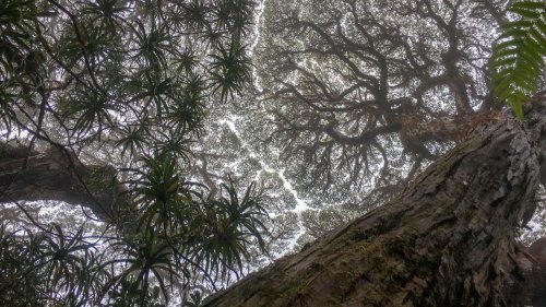 Klimawandel: Wo die Bäume schneller sterben