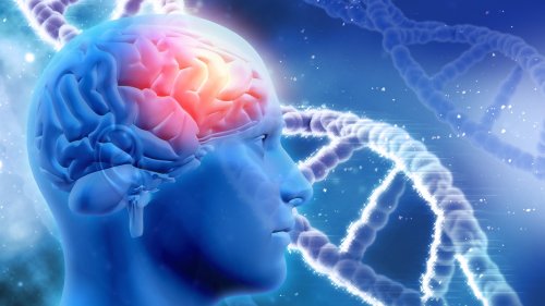 Hirnevolution: Umfunktionierte RNA ließ das menschliche Gehirn wachsen