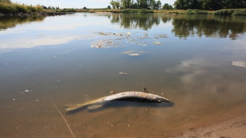 Umweltkatastrophe in der Oder: »Die Dimensionen des Fischsterbens sind gewaltig«