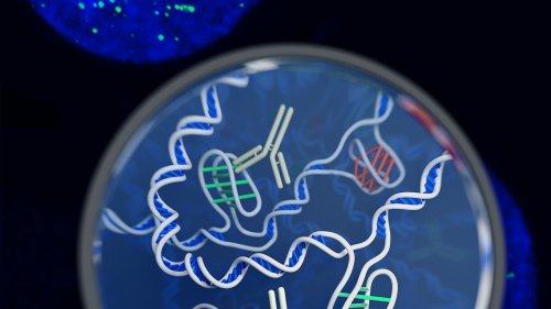 DNA-Molekül: Bisher übersehene DNA-Knoten regulieren Gene