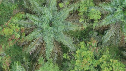 Palmölplantagen: Die Rückkehr der Arten