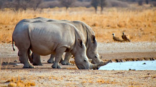 Ein Nashorn auf großer Tour