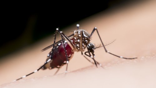 Tropische Fieberkrankheiten breiten sich aus
