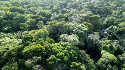 Neuer Radarsatellit soll globale Waldbiomasse bestimmen