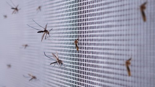 Infektionskrankheiten: Viren machen Opfer attraktiver für Mücken