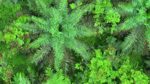 Palmölplantagen: Die Rückkehr der Arten