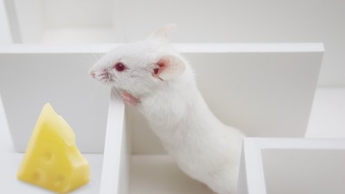 Sind Tierversuche vertretbar?