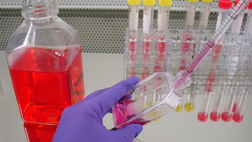 Corona-Variante: Omikron entkommt Immunschutz nicht vollständig