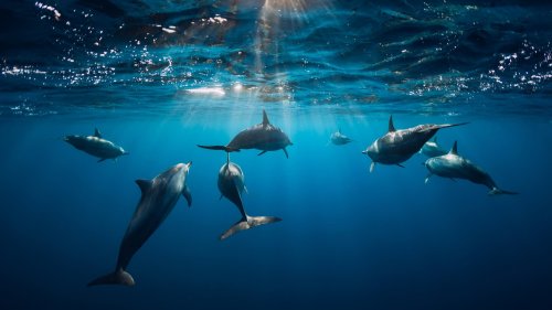 Fortpflanzung: Soziale Delfine zeugen mehr Nachkommen