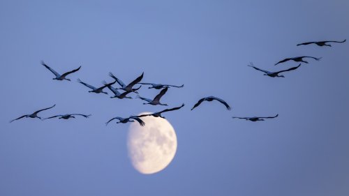 Zunehmender Mond im Vogelzug an der Peene