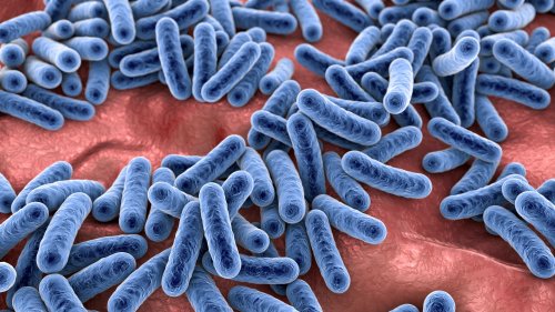 Mikrobiom: Alternde Darmflora