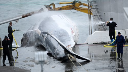 Isländischer Walfang: »Es ist die Obsession eines einzelnen Mannes«