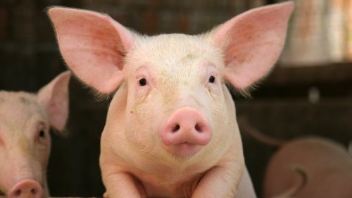 Transplantationen: Organspender Schwein