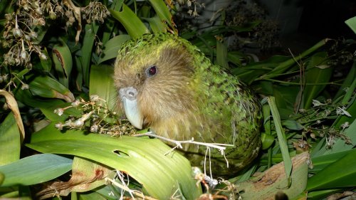 Artenschutz: »Kakapos riechen wie moosiger Waldboden«