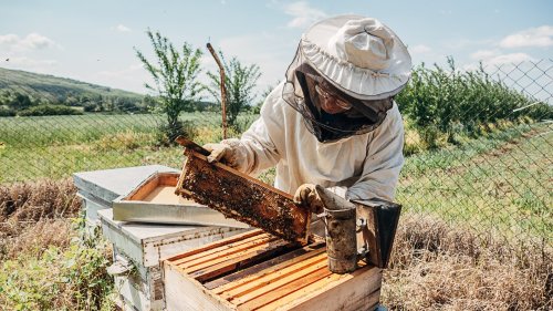 Imkerei: Honigbienen sind gut durch den Winter gekommen