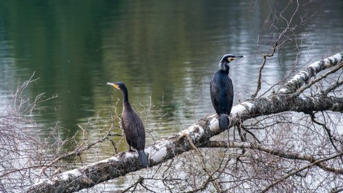 Storks Spezialfutter: Die EU findet zurück zur Natur