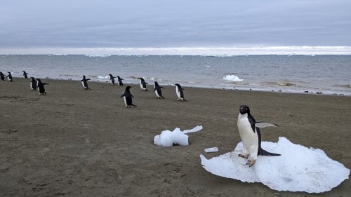 Wie Pinguine die Antarktis kühlen