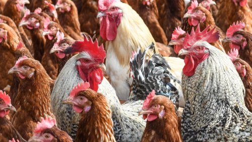 Geflügelpest: Europas schwerste Vogelgrippe-Epidemie