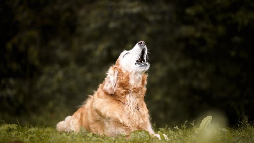Wolfsgeheul: Hunde welcher Rassen heulen zurück?