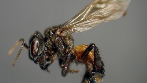 Insekten: Bienen, die auf tote Tiere fliegen