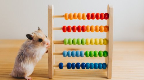 Tiere können rechnen – manchmal sogar besser als Menschen