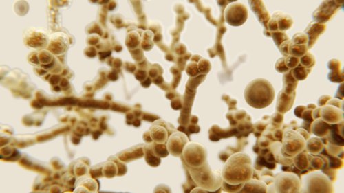 Candida auris: Gefährliche Pilzinfektionen breiten sich in den USA aus