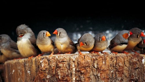 Ornithologie: Wie Vögel ihren Gesang wahrnehmen