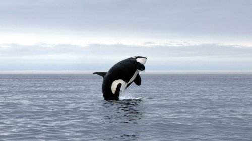 Wale: Orcas, die Jachten rammen