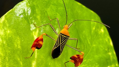 Insekten: Rätsel um die »Matador-Wanze«