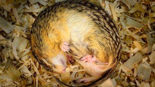 Dreizehnstreifen-Hörnchen: Stark durch den Winterschlaf dank starker Mikroben
