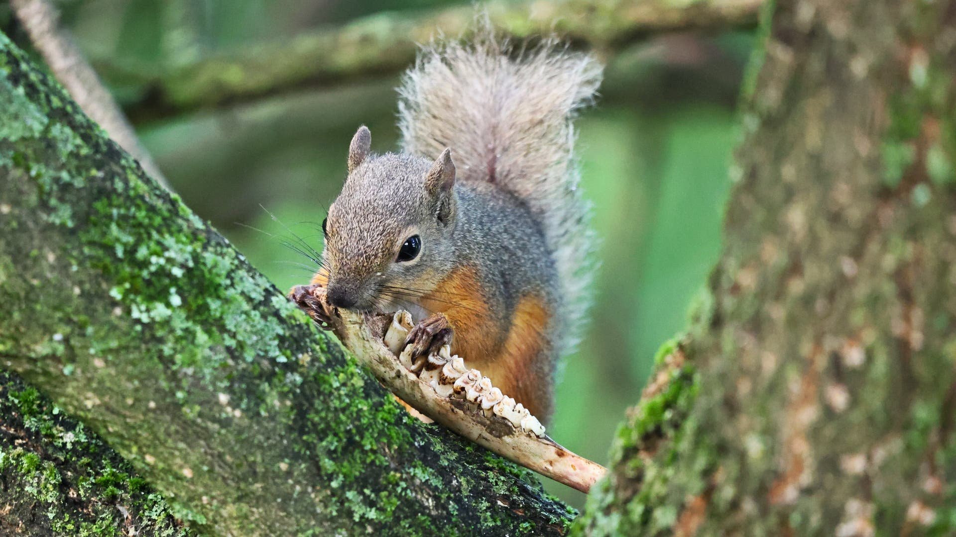 Eichhörnchen, die an Knochen nagen