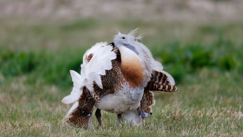 Schwerster noch flugfähiger Vogel heilt sich selbst