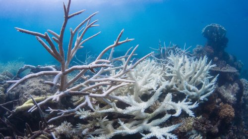 Größte jemals beobachtete Korallenbleiche steht bevor
