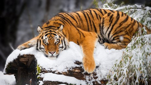 Die Tiger kehren zurück nach Kasachstan