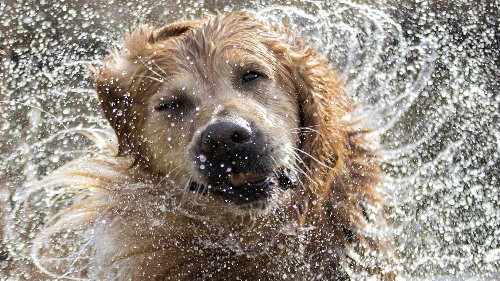 Hemmes mathematische Rätsel: Wie viele Kilometer läuft der Hund?