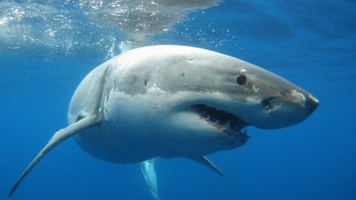 Nahrungskette: Schwertwalpaar macht Weißen Haien das Leben schwer