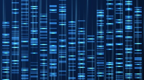Genetik: Das menschliche Genom ist bald komplett