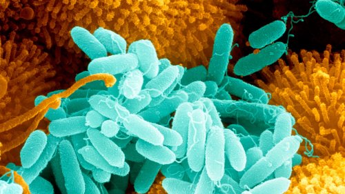 Krankenhauskeim kann Plastik verdauen