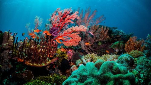 Erwärmung der Meere: Korallen am Great Barrier Reef erholen sich – teilweise